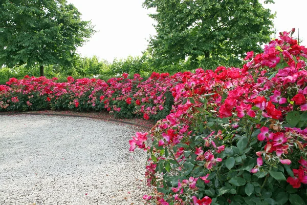 Кластер красных роз в саду — стоковое фото