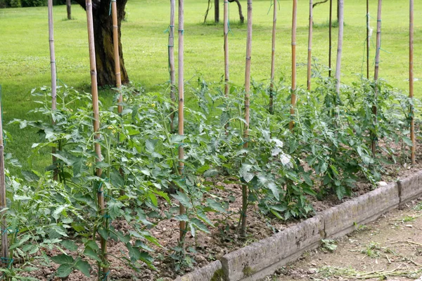 Zahrada k pěstování zeleniny a rajčat — Stock fotografie