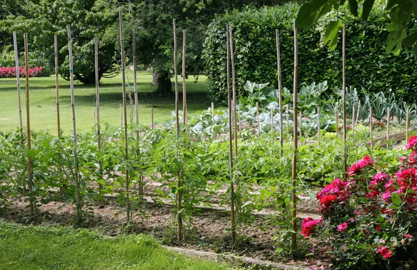 Сад для выращивания овощей салат томатные овощи — стоковое фото