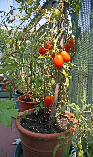 Czerwone pomidory uprawiane w puli ogród w mieście — Zdjęcie stockowe