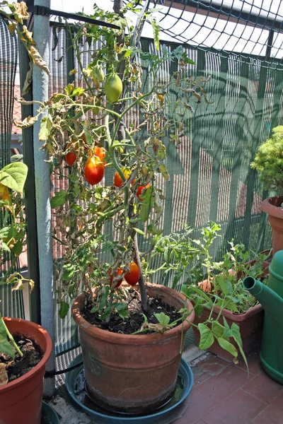 Plantas exuberantes con tomates cultivados en una olla en la terraza de —  Fotos de Stock