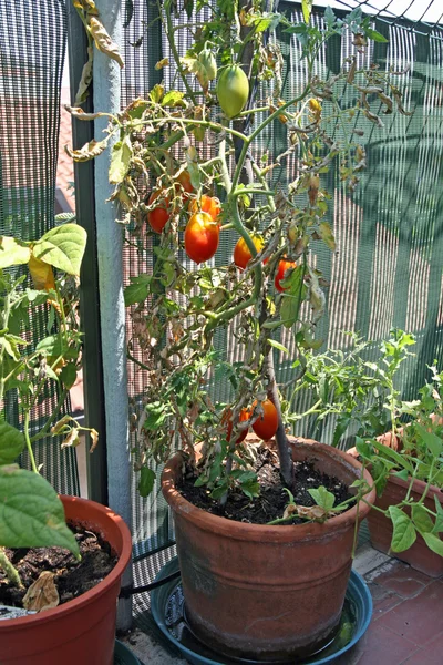 Weelderige planten met tomaten gegroeid in een pot op het terras van — Stockfoto