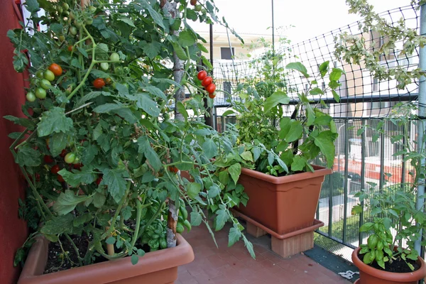 Tomates rojos cultivados en una olla en la terraza de una casa —  Fotos de Stock