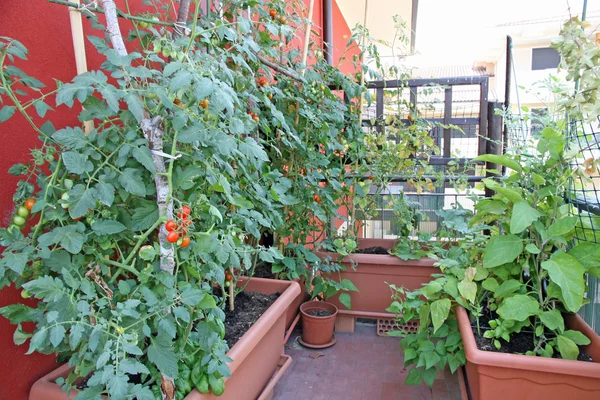 Plantas exuberantes con tomates cultivados en una olla en la terraza de —  Fotos de Stock