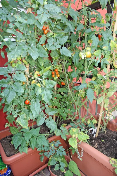 Ανθισμένων φυτών με ντομάτες που καλλιεργούνται σε μια κατσαρόλα στην ταράτσα του — Φωτογραφία Αρχείου