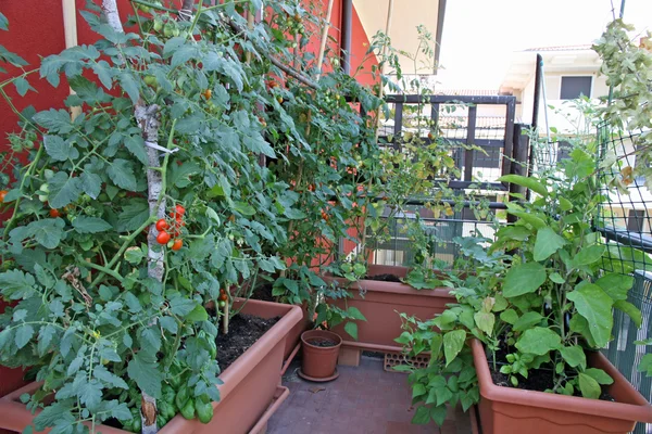 Bujne rośliny z pomidorów uprawianych w garnku na tarasie — Zdjęcie stockowe