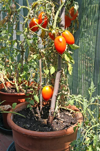 Röda tomater som odlas i kruka på terrassen till ett hus — Stockfoto