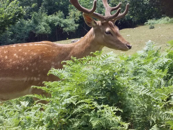 Giovane cervo nel prato di montagna verde in estate — Foto Stock