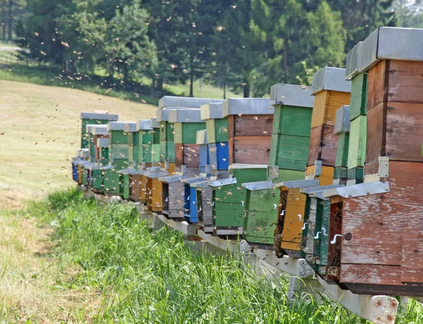 Κνίδωση είναι γεμάτο μέλισσες παράγουν μέλι σε ένα στρατόπεδο στα βουνά — Φωτογραφία Αρχείου