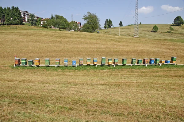 Berg äng med bin och kupor full av honung — Stockfoto