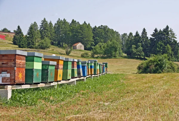 Prado de montanha com abelhas e colmeias cheias de mel — Fotografia de Stock