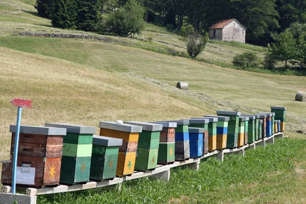 Colmenas llenas de abejas que producen miel en un campamento en las montañas —  Fotos de Stock