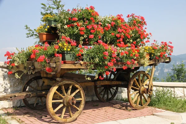 Carrinho de madeira velha com vasos de flores Geraniums — Fotografia de Stock