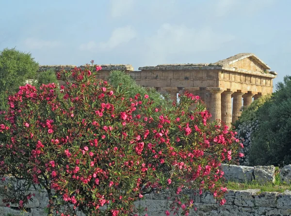 Evocative and ancient Greek temple and a well preserved Oleander — Stock Photo, Image