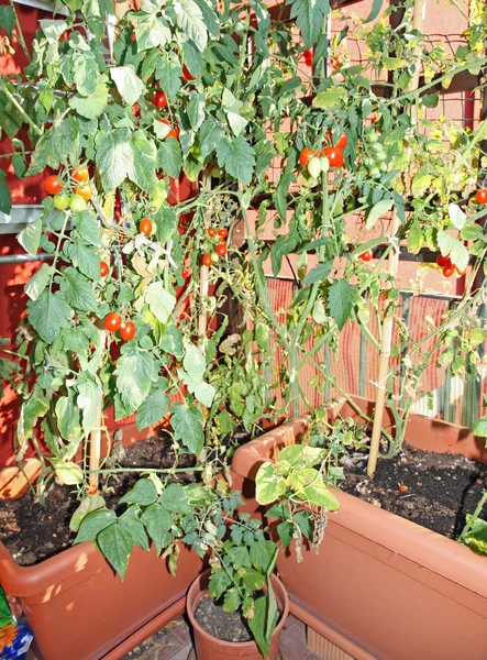 Légumes en pot cultivés dans une terrasse d'un immeuble d'appartements à — Photo