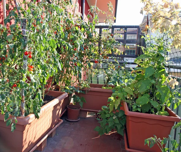 Verduras en maceta cultivadas en una terraza de un edificio de apartamentos en —  Fotos de Stock