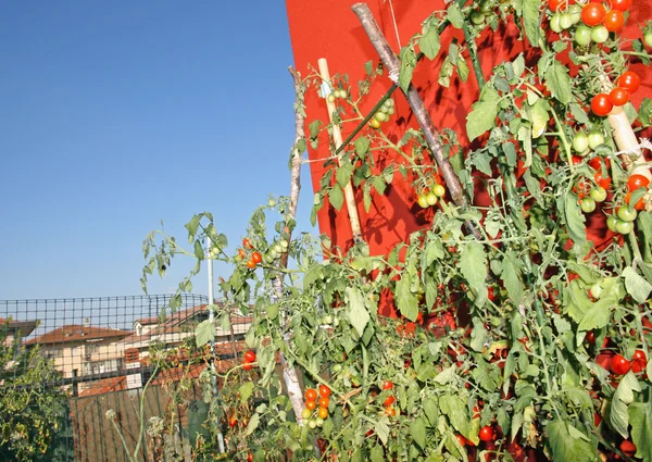 Červená rajčata, pěstuje v květináči na terase bytu Milan — Stock fotografie
