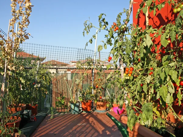 Röda tomater som odlas i kruka på en terrass av en lägenhet byggna — Stockfoto