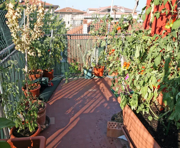 Krukväxter grönsaker odlas i en terrass i ett hyreshus i — Stockfoto