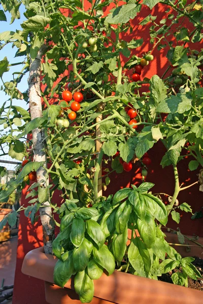 Kırmızı bir daire buildin bir teras üzerinde bir tencerede yetiştirilen domates — Stok fotoğraf