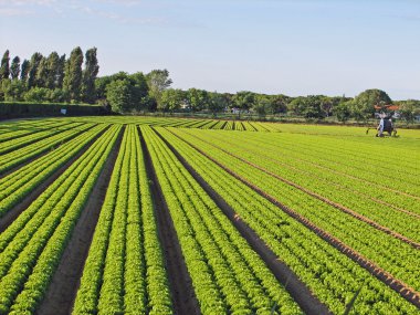 ince kum üzerinde yeşil salata yetiştirme