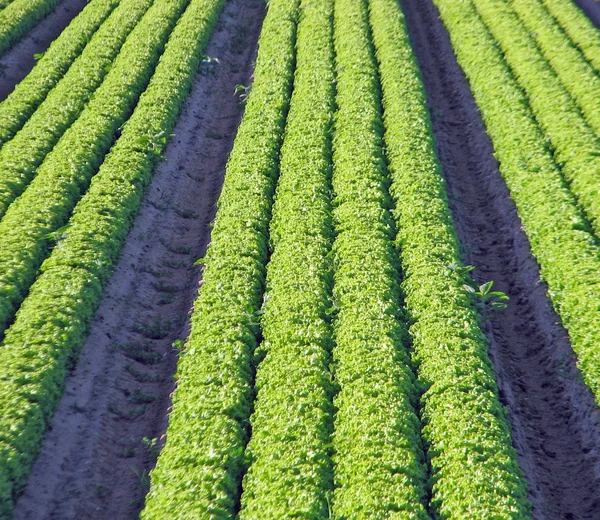 Listras verdes em uma salada de areia fina de campo — Fotografia de Stock