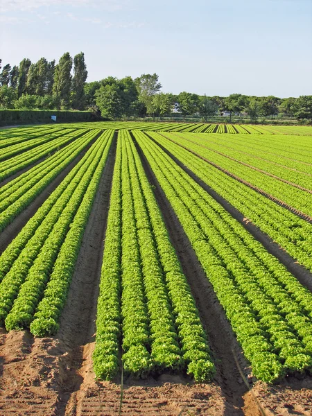 Cultivo de ensalada verde sobre una arena fina —  Fotos de Stock