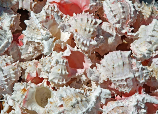 Serie de conchas rosadas recogidas en el océano — Foto de Stock