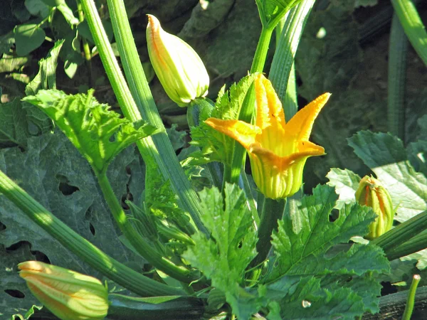 Abobrinha madura e tutano com flores amarelas no verão — Fotografia de Stock