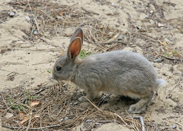 Przestraszony królik brązowy, który zjada trawę na polu — Zdjęcie stockowe