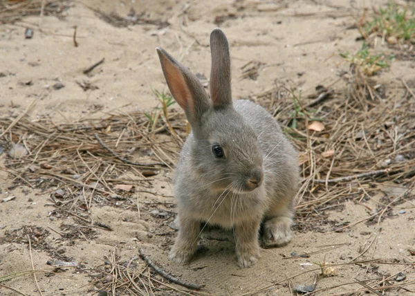 Conejo marrón asustado con orejas largas —  Fotos de Stock