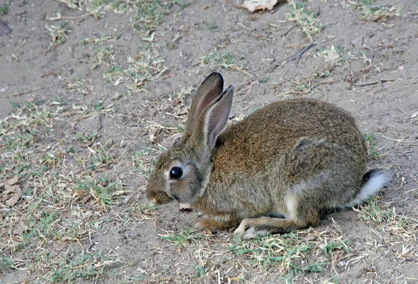 Vystrašený králík hnědý, který žere trávu pole — Stock fotografie