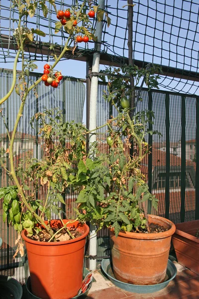 Rostliny rajčete pěstované v květináčích — Stock fotografie