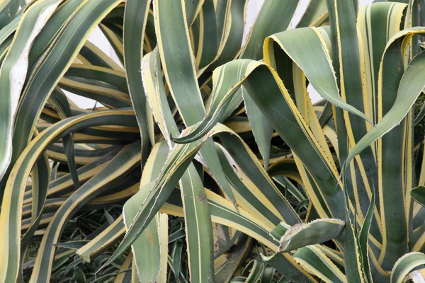 stock image Succulent green leaves of agave