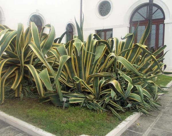 stock image Lush Bush agave on island