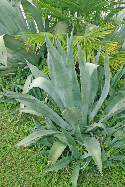 Зелені агави рослини і алое — стокове фото