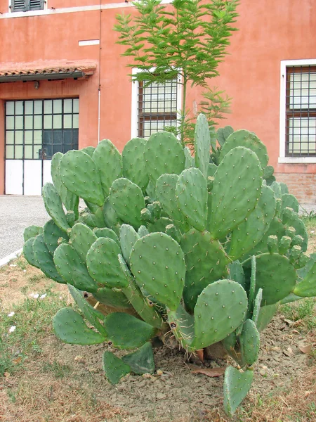 Пишний і гострий зелений кактус — стокове фото