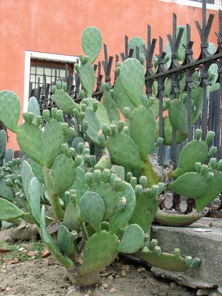 Bujne i ostry zielony kaktus — Zdjęcie stockowe