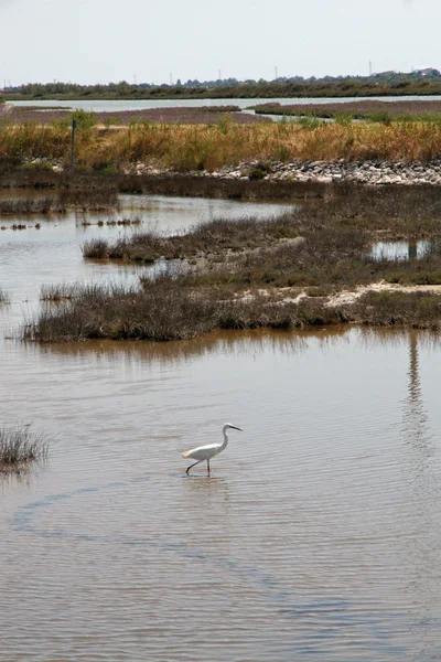 Wading bird in het moeras — Stockfoto