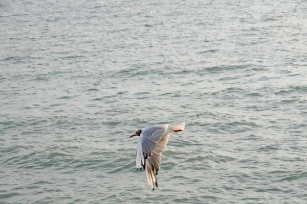 Могучая чайка, летящая над морем Венеции — стоковое фото