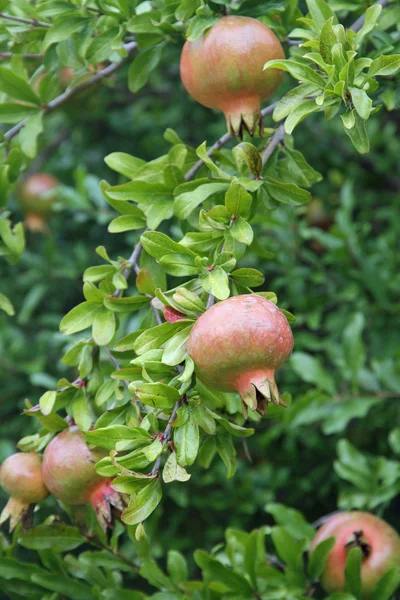 Plant of Pomegranate with fruit — Stock Photo, Image
