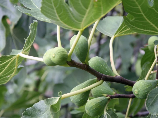 stock image Fig plant with fruit and leaves