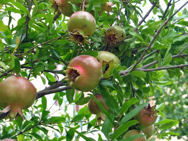 Plant of Pomegranate with fruit and leaves — Stock Photo, Image
