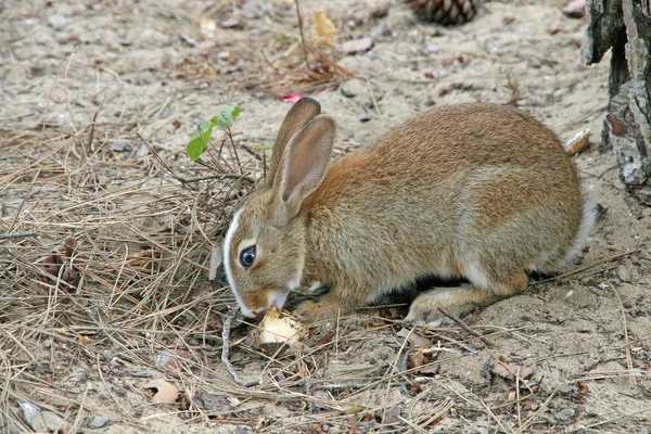 Conejo marrón con orejas largas mientras come — Foto de Stock