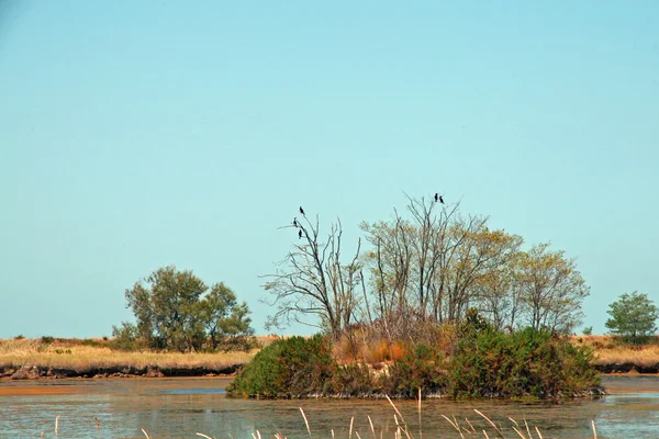 Pustém ostrově s vrány nad několika stromů — Stock fotografie