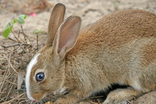 Grande olho azul de coelho com orelhas longas enquanto come — Fotografia de Stock