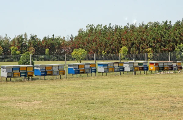 Orticaria di api per produrre miele — Foto Stock
