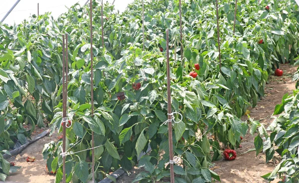 温室で栽培された植物や熟したピーマン — ストック写真