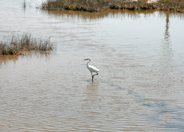 Vogel ooievaar in het moeras van de Venetiaanse lagune — Stockfoto