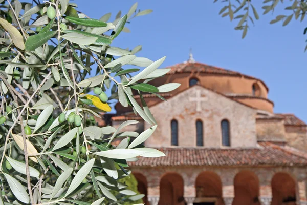 Zweig mit Oliven und die Kirche auf der Insel Torcello — Stockfoto